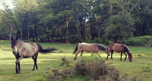 Horses grazing on field