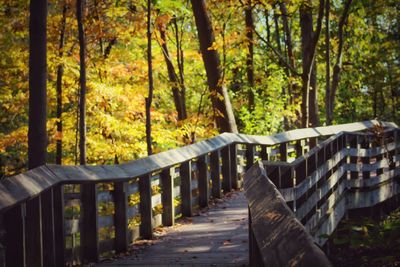 Steps in forest