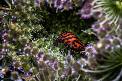 Close-up of butterfly pollinating on flower