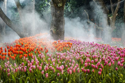 Tulips garden at night