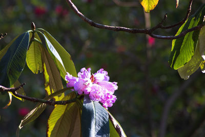 Close-up of pink flowering plant