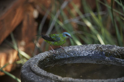 Close-up of bird perching on wood