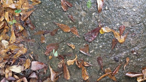 High angle view of fallen leaves on wet land