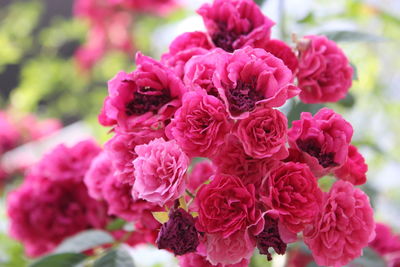 Close-up of pink flower blooming outdoors