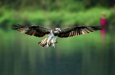 Close-up of eagle flying