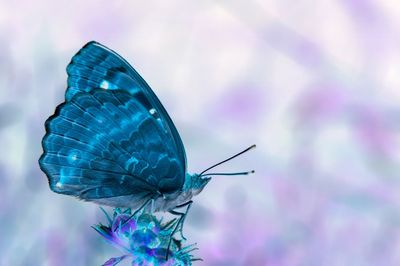 Close-up of butterfly perching on flower