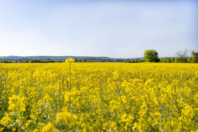 Scenic view of oilseed rape field against sky