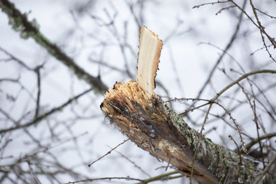 Close-up of dry plant on snow covered tree