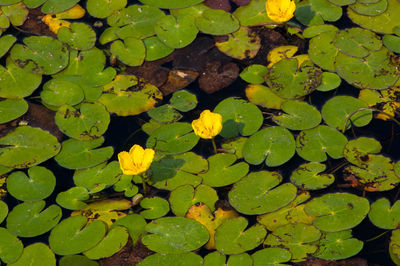 High angle view of lotus water lily in lake