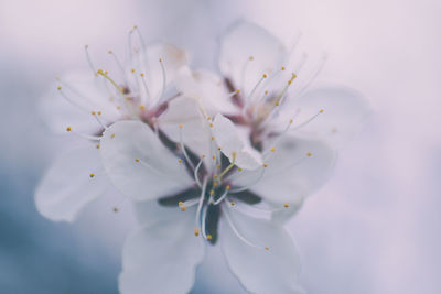 Close-up of white flower tree