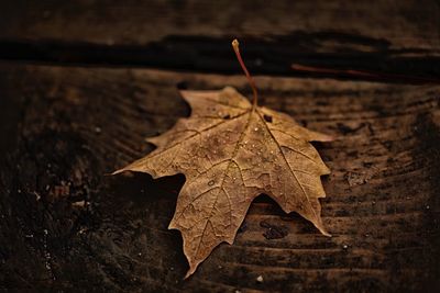 Close-up of dry maple leaves