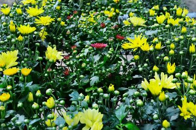 Yellow flowers blooming on field