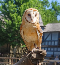 Close-up of a bird