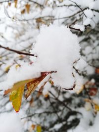 Close-up of frozen tree during winter