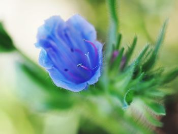 Close-up of purple flowering plant