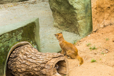 Cat sitting on rock against wall at zoo