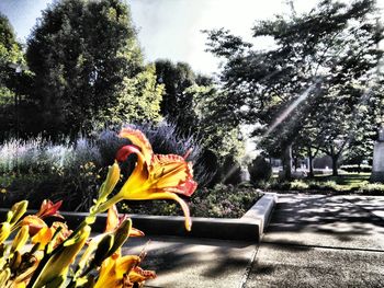 Trees growing in sunlight