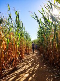 Siblings walking amidst corn field against sky