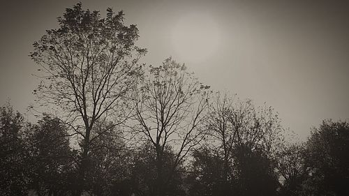 Trees growing against sky