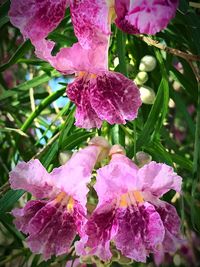 Close-up of fresh pink flowers blooming outdoors