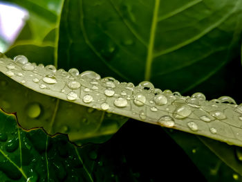 Close-up of raindrops on leaves