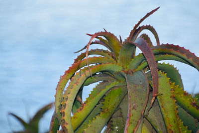 Close-up of succulent plant against sky