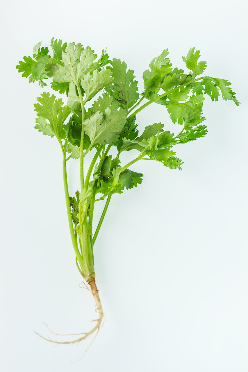CLOSE-UP OF PLANT AGAINST WHITE BACKGROUND