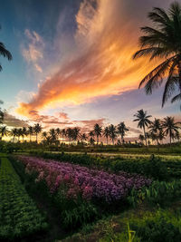 Scenic view of grassy field against sky during sunset