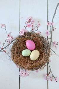 Close-up of pink flowers in nest