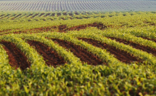 Scenic view of agricultural field