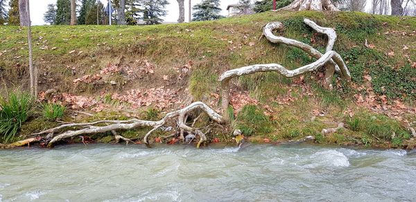 Dead tree in water