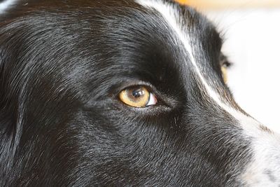 Close-up portrait of black dog