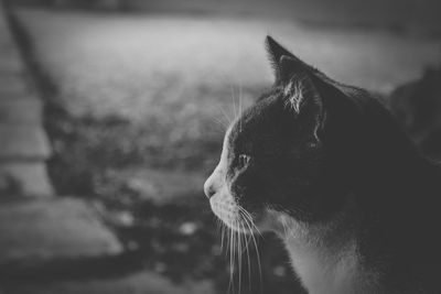 Close-up of cat looking away