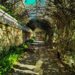 Empty footpath along plants in park