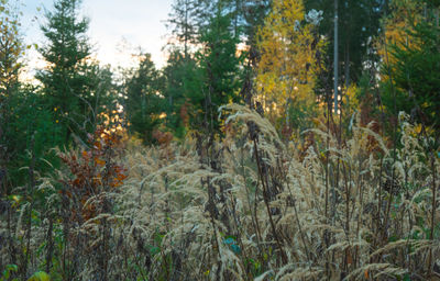 Panoramic view of trees growing in forest