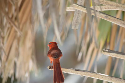 Close-up of bird perching on wood