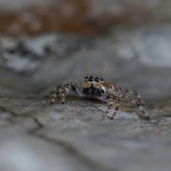 Close-up of spider