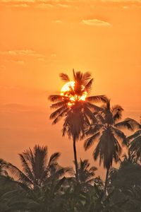 Low angle view of silhouette coconut palm tree against romantic sky