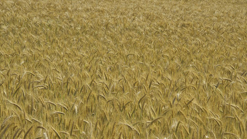 Full frame shot of wheat field