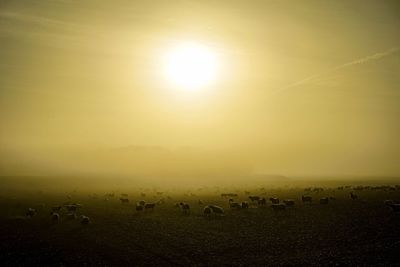 Scenic view of field against sky during sunset