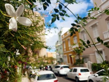 Close-up of white flowers on tree