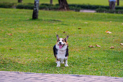 Portrait of dog on field