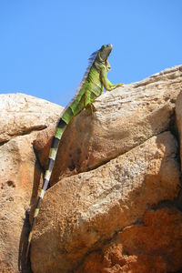 Low angle view of lizard against clear blue sky