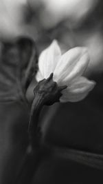 Close-up of flower against blurred background