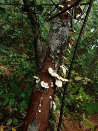 Close-up of tree trunk in forest