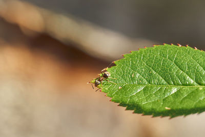 Close-up of insect on leaf