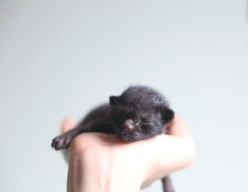 Human hand holding a cat