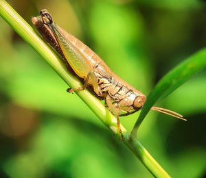 Close-up of insect on leaf