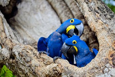 Closeup of two blue hyacinth macaws anodorhynchus hyacinthinus nesting, pantanal, brazil.