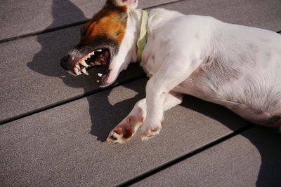 High angle view of dog yawning while lying on boardwalk